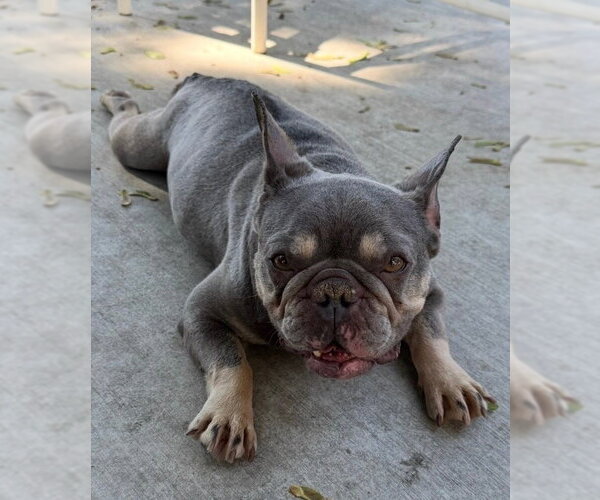 Medium Photo #3 French Bulldog Puppy For Sale in St. Louis Park, MN, USA
