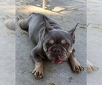 Small #2 French Bulldog