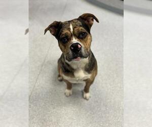 American Bulldog Dogs for adoption in Toronto, Ontario, Canada