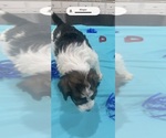 Litter of 9 - Male(s) and Female(s) Bordoodle-F2 Aussiedoodle MixLitter of Puppies for Sale - Photo #9