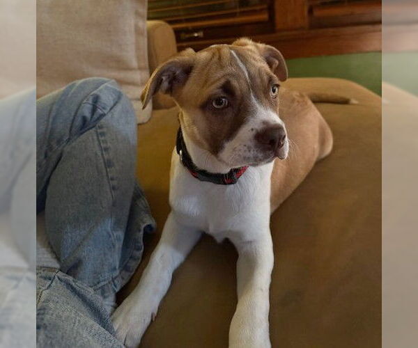 Medium Photo #3 Boxador Puppy For Sale in Genesee, WI, USA