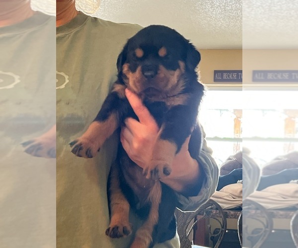 Medium Photo #1 Rottweiler Puppy For Sale in SARASOTA, FL, USA