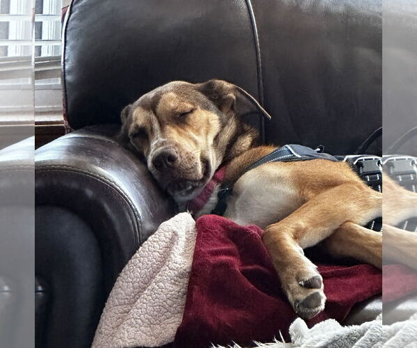 Medium Photo #15 German Shepherd Dog-Great Dane Mix Puppy For Sale in Fargo, ND, USA