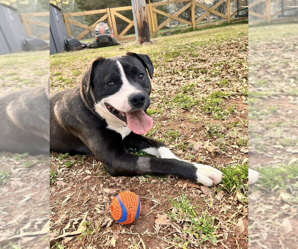 Medium Photo #14 American Staffordshire Terrier-Labrador Retriever Mix Puppy For Sale in Brewster, NY, USA
