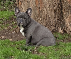 French Bulldog Puppy for sale in SPRINGFIELD, OR, USA