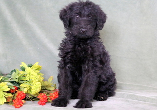 Shepadoodle Puppy for sale in MOUNT JOY, PA, USA