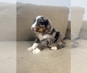 Bernedoodle Litter for sale in NICEVILLE, FL, USA