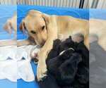 Small #6 Labrador Retriever
