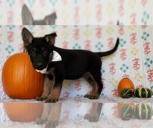 German Shepherd Dog Puppy for sale in LANCASTER, PA, USA