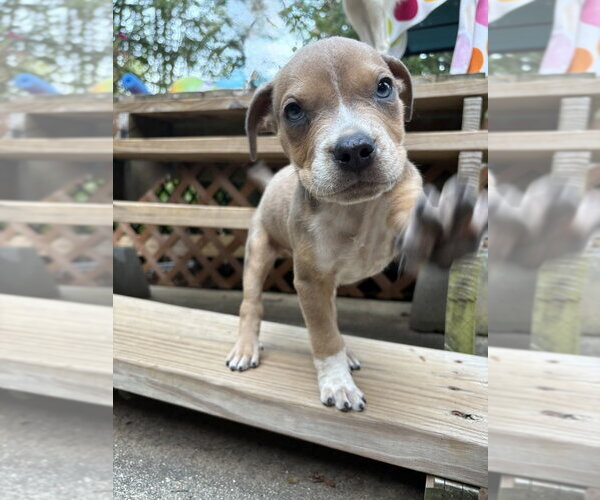 Medium Photo #2 Boxer-Unknown Mix Puppy For Sale in Mooresville, NC, USA