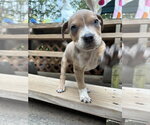 Small #1 Boxer Mix