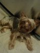 Small Photo #1 Yorkshire Terrier Puppy For Sale in MIDDLE ISLAND, NY, USA