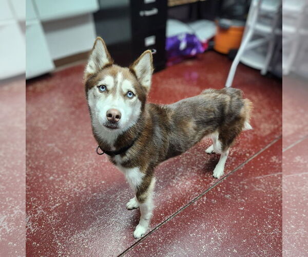Medium Photo #8 - Mix Puppy For Sale in Fargo, ND, USA