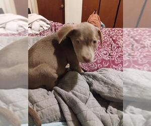 American Staffordshire Terrier-Unknown Mix Dogs for adoption in San Antonio, TX, USA