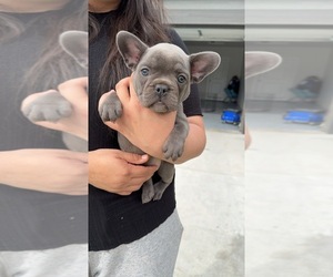 French Bulldog Litter for sale in PASCO, WA, USA