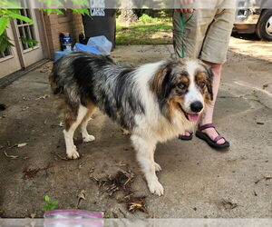 Australian Shepherd-Unknown Mix Dogs for adoption in Winter Park, CO, USA