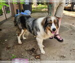 Small Australian Shepherd Mix