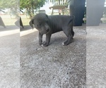 Small Photo #2 American Bully-American Pit Bull Terrier Mix Puppy For Sale in ZEPHYR, TX, USA