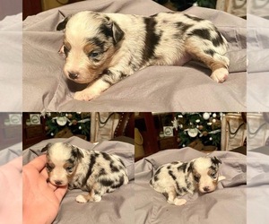 Miniature Australian Shepherd Puppy for sale in BROOKER, FL, USA