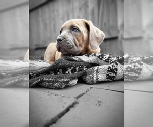 Cane Corso Puppy for sale in JARRETTSVILLE, MD, USA