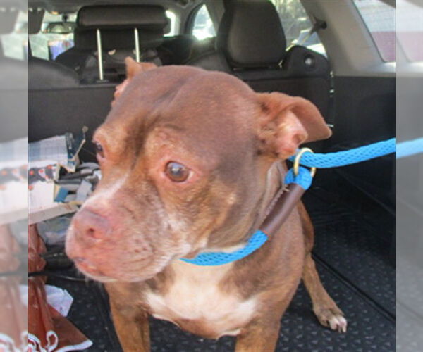 Medium Photo #1 American Pit Bull Terrier-Unknown Mix Puppy For Sale in Ocala, FL, USA