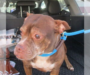 American Pit Bull Terrier-Unknown Mix Dogs for adoption in Ocala, FL, USA