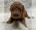 Puppy Puppy 3 Goldendoodle (Miniature)