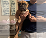 Small #2 French Bulldog