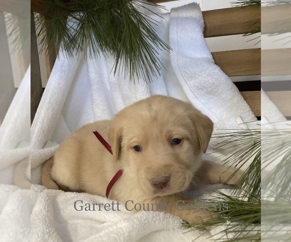 Medium Photo #1 Labrador Retriever Puppy For Sale in SWANTON, MD, USA