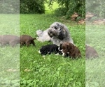 Small Photo #15 Sheepadoodle Puppy For Sale in BURLINGTON, KY, USA