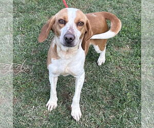 Beagle Dogs for adoption in Batavia, OH, USA