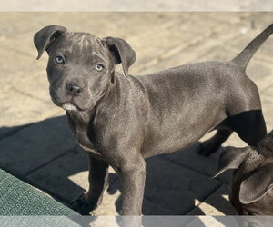 Mutt Dogs for adoption in Fenton, MO, USA