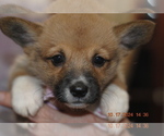 Puppy Puppy 3 Pembroke Welsh Corgi