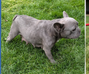 Mother of the French Bulldog puppies born on 03/04/2025