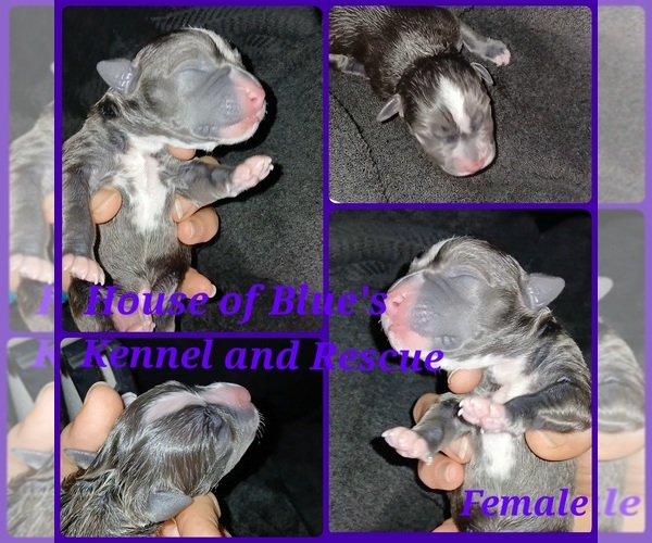 Medium Photo #6 American Pit Bull Terrier Puppy For Sale in DELAWARE, OH, USA