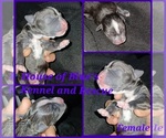 Small Photo #6 American Pit Bull Terrier Puppy For Sale in DELAWARE, OH, USA