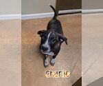 Small #2 American Pit Bull Terrier-Catahoula Leopard Dog Mix