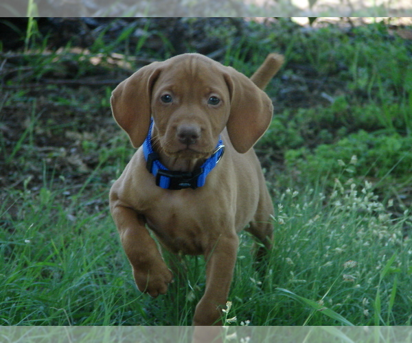 Medium Photo #1 Vizsla Puppy For Sale in AMORITA, OK, USA