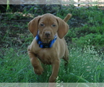 Image preview for Ad Listing. Nickname: Duke