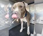 Small American Staffordshire Terrier Mix