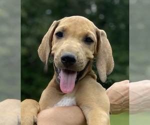 Rhodesian Ridgeback Puppy for sale in LYONS, GA, USA