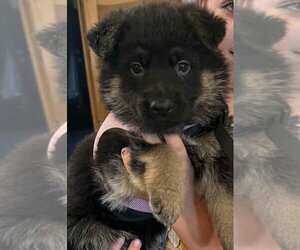 German Shepherd Dog Puppy for sale in FORT PLAIN, NY, USA