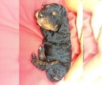 Small Photo #2 Springerdoodle Puppy For Sale in MADISON, WI, USA