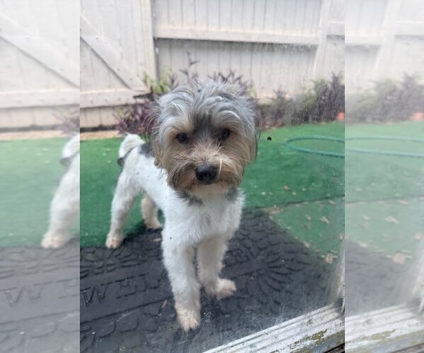 Medium Photo #1 Mutt Puppy For Sale in Spring, TX, USA