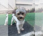 Small Mutt