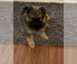 Puppy Dax Pomeranian