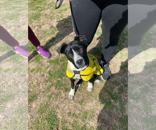 Medium Photo #2 Mutt Puppy For Sale in Munford, TN, USA