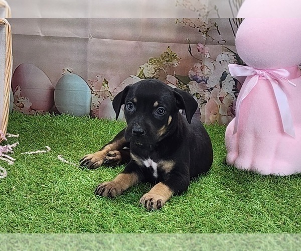 Medium Photo #3 Catahoula Leopard Dog Puppy For Sale in CUMBY, TX, USA