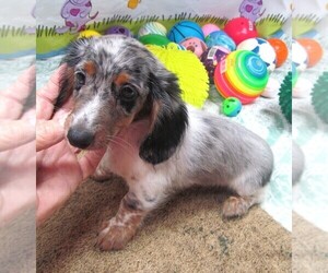 Dachshund Puppy for sale in RATTAN, OK, USA