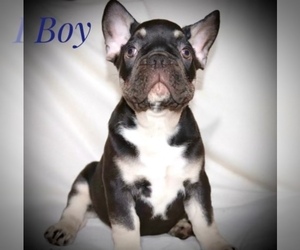 French Bulldog Puppy for sale in KIRKLAND, WA, USA
